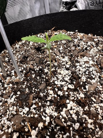 Gorilla Cookies — 1st Grow — seedling_rooting, day 12