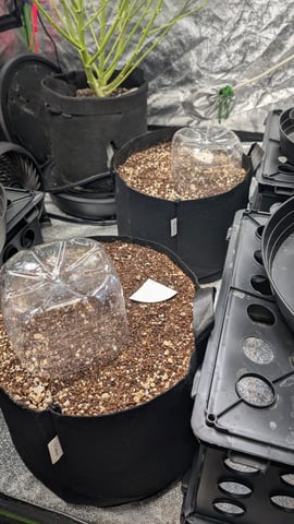 Mixed Grow — grow_setup, day 2