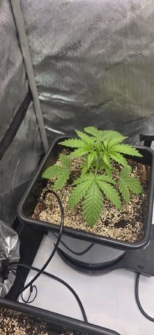 Maple Nectar  — vegetative, day 22