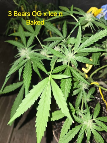 Outdoor Auto's (3rd Set) — flower, day 44