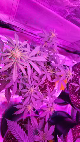 first grow adventure  — vegetative, day 40