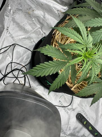 Pine (Auto) 2025 - 0 — flower, day 37