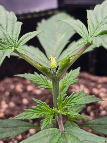 blue dream auto — vegetative, day 20