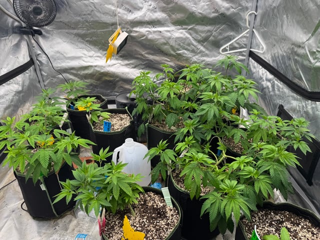 Hollywood Headband and LimeHeads  — vegetative, day 74