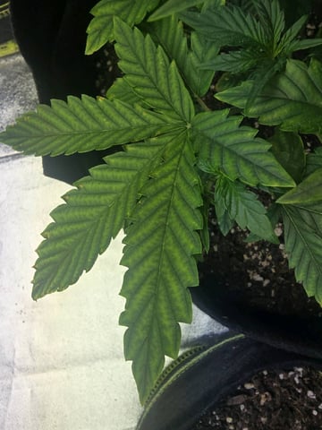 3rd Auto Grow — vegetative, day 42
