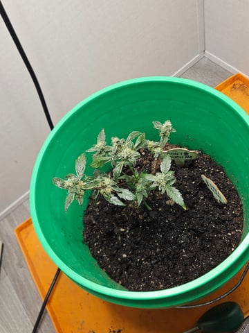 1st plant. Strain: Green Gelato AutoFlower — flower, day 83