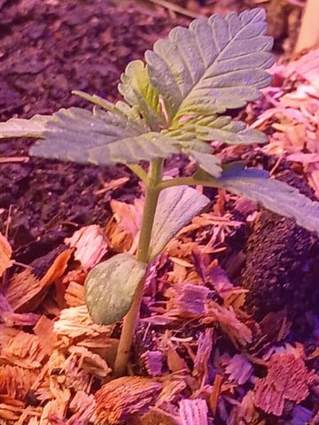 My First Grow — none, day 1