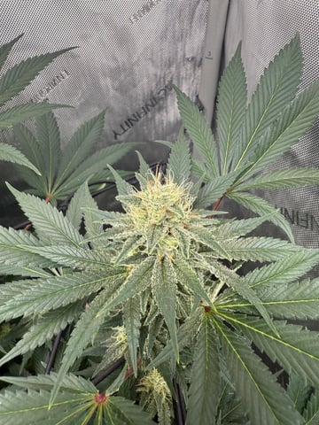 boom420 — flower, day 76