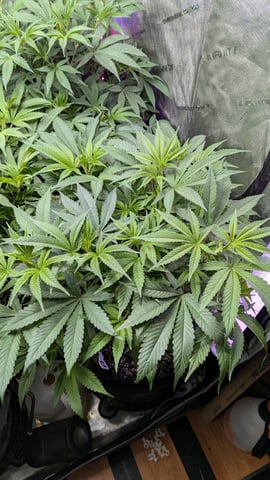 1st Photo Run — vegetative, day 8