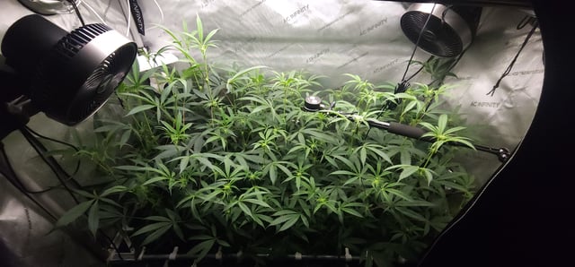 Prepare the clones! — flower, day 32