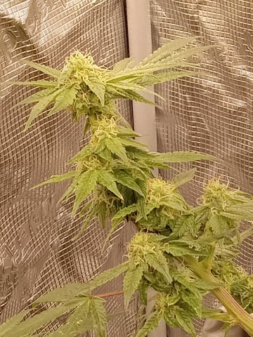 Blueberry critical kush x purple peyote wifi  and one L.a kush cake . — vegetative, day 22