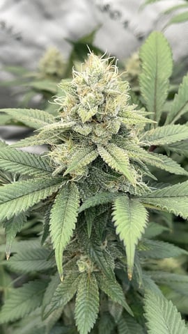 1st Ever Grow (GodFather OG) (Coco) — flower, day 127