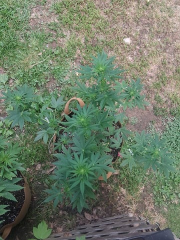 First Indoor Grow  — flower, day 60