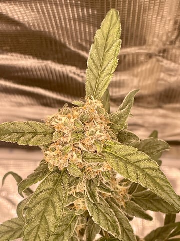 Autos and sour diesel!