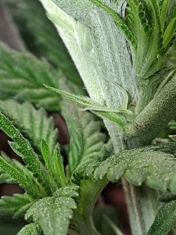 fruity pebbles, cap junky — flower, day 62