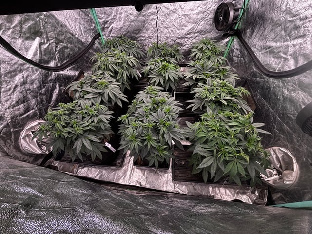 Pink Passion Fruit — vegetative, day 46