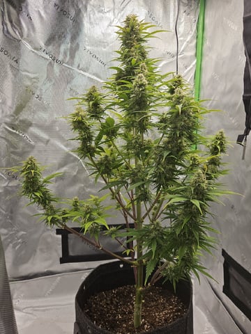 Gorilla Z auto — flower, day 92