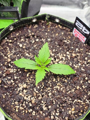 Gorilla Cookies auto  — vegetative, day 10