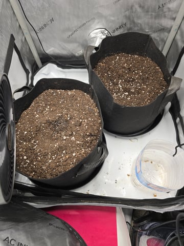 Durban Poison — grow_setup, day 1