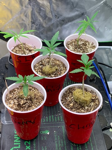 Six  — vegetative, day 19