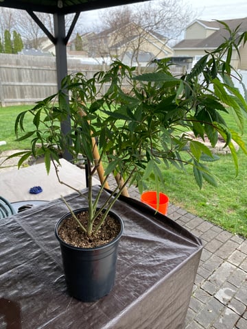 2026 Outdoor Crop — grow_setup, day 2