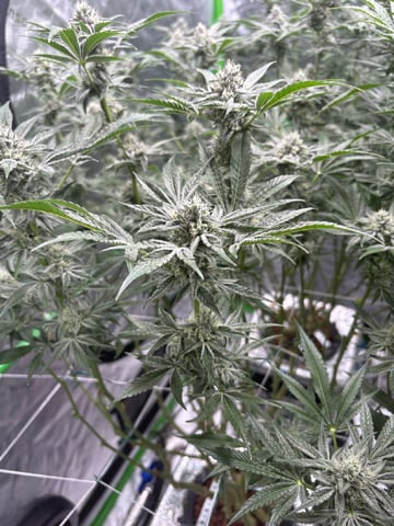 First Grow (Hydro) — flower, day 120