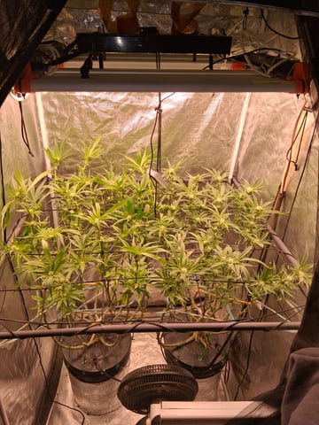 Blueberry OG Kush — flower, day 9