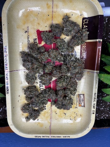 Pink Passion Fruit — harvest, day 132