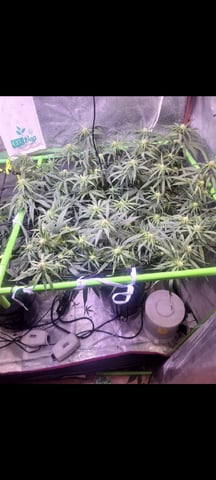 6th Grow — flower, day 56