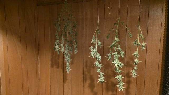 Grow #2 Thank You to All that helped guide me, offered advice, gave insight, or complimented progress. Now to apply some of what I learned the first go-round. 