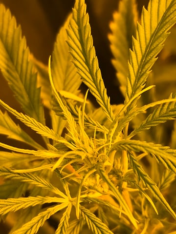 2nd Autoflower Indoor Grow — flower, day 51