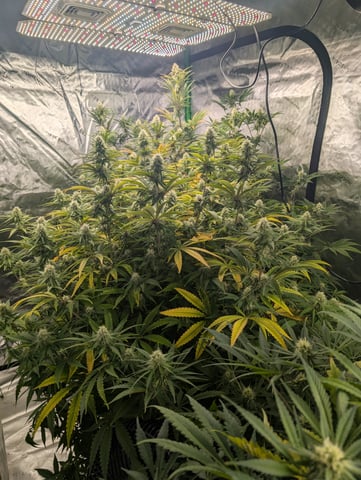 Acapulco Gold  — flower, day 89