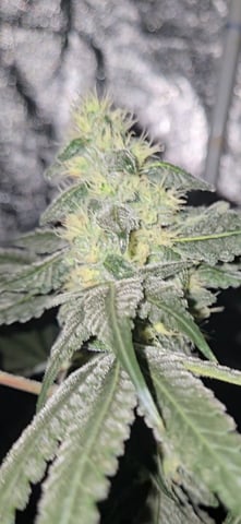 fruitstripe-x-breathworks VS Tropical cherry vs kush cake. vs og haze — flower, day 94