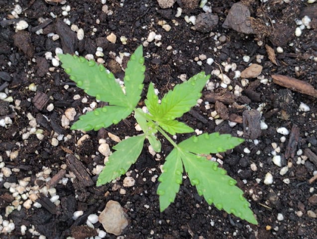 Gorilla Cookies Auto — seedling_rooting, day 12