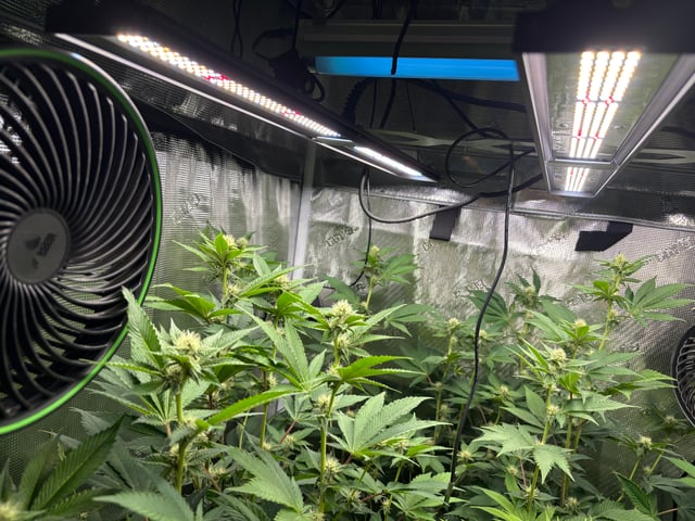 grow 3 — flower, day 22