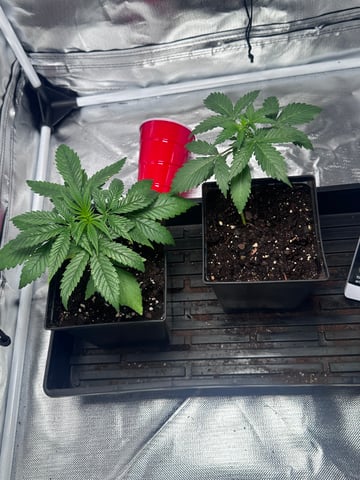 first grow — seedling_rooting, day 28