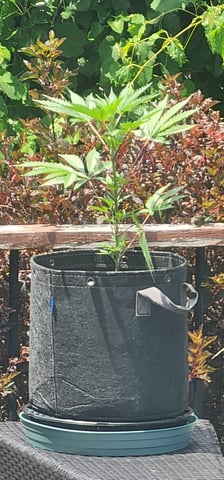 First clones (Dr nefario)  — vegetative, day 20