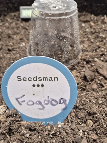 First Grow — seedling_rooting, day 1