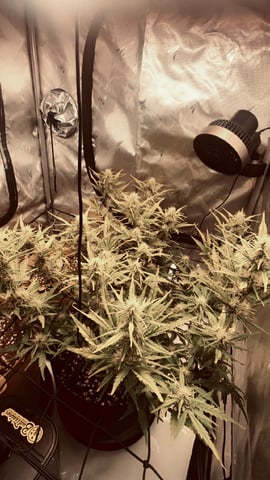 3x3 Grow — flower, day 21