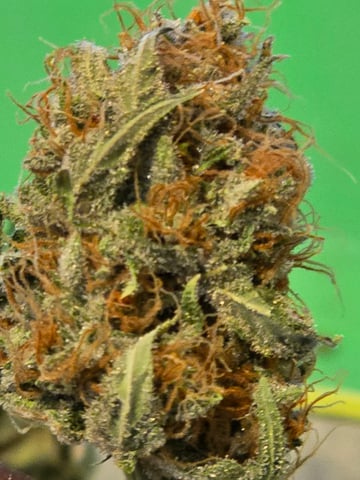 Durban Poison — done, day 101