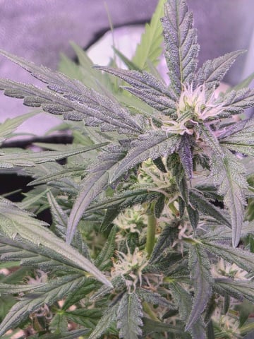 I'll get it right — flower, day 72