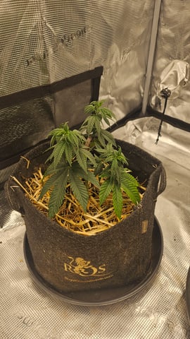 First Feminized Grow  — vegetative, day 47
