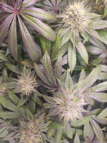 first grow — flower, day 108