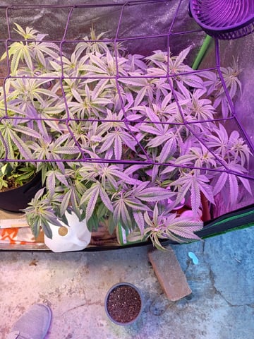 Purple Plum Perfect 💜 & 2 Grape Runtz 🍇 Mainlining garden.  — vegetative, day 114