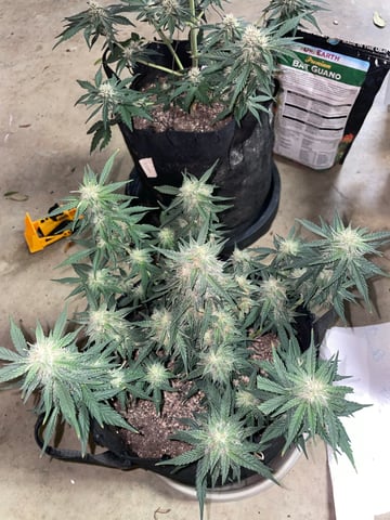 Autos and sour diesel! — flower, day 31