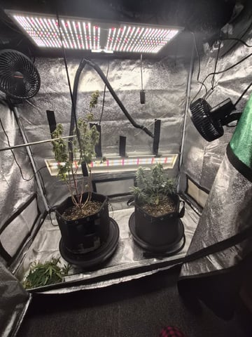 Kalini Asia Auto  — flower, day 74