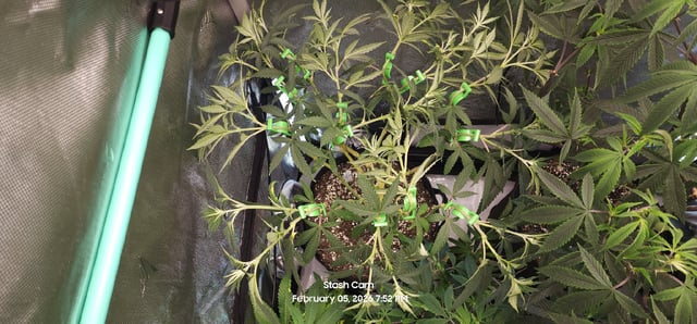 Ohio Lemon G — vegetative, day 1