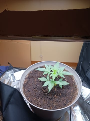 black gorilla feminized  — flower, day 18