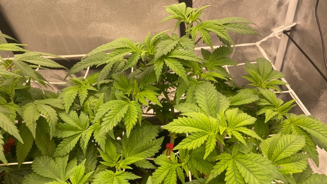 ❄️💚❄️WinterGrow❄️💚❄️ — flower, day 65