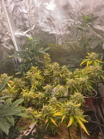 Experiment Time — flower, day 81